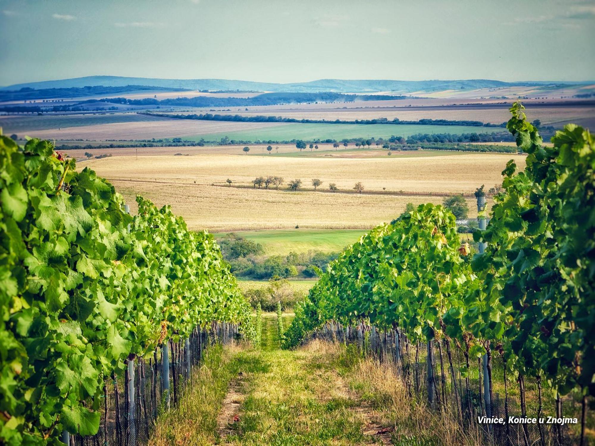 Mezi Vinicemi Znojmo